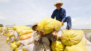 Đồng bằng sông Cửu Long xuất khẩu 290.000 tấn gạo